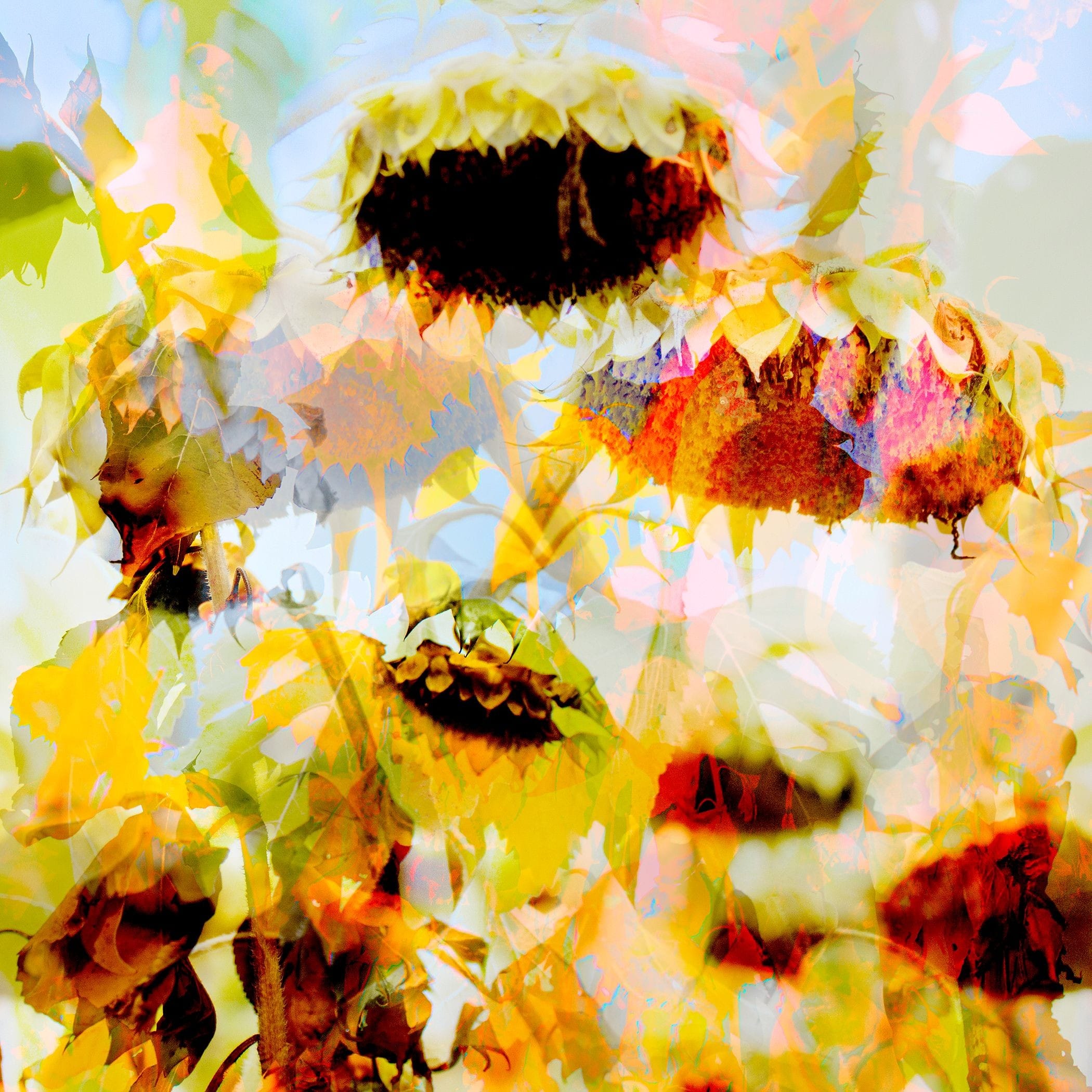 Colorful and graphic abstract layers of sunflowers