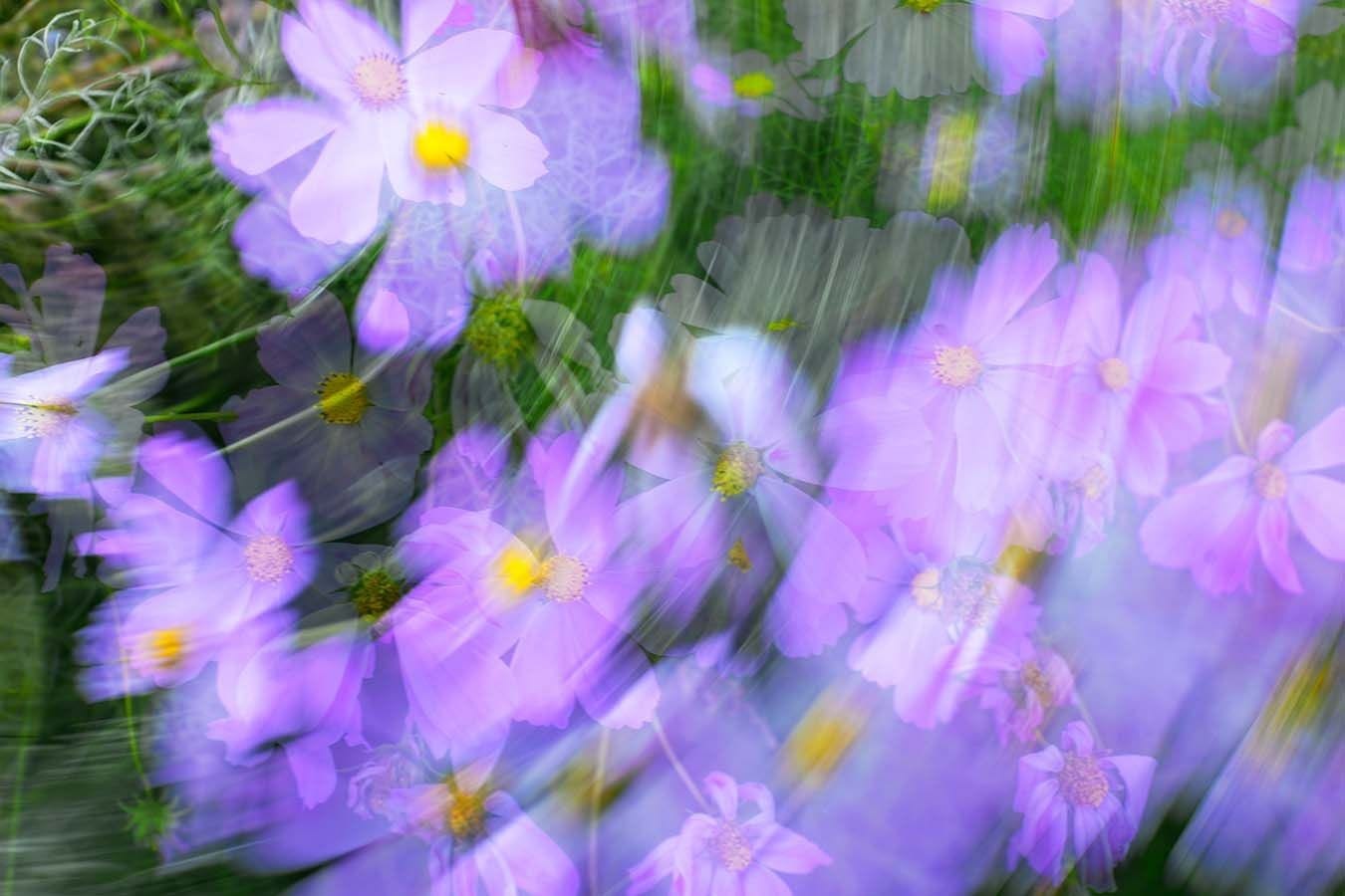 Impression swirl of purple flowers