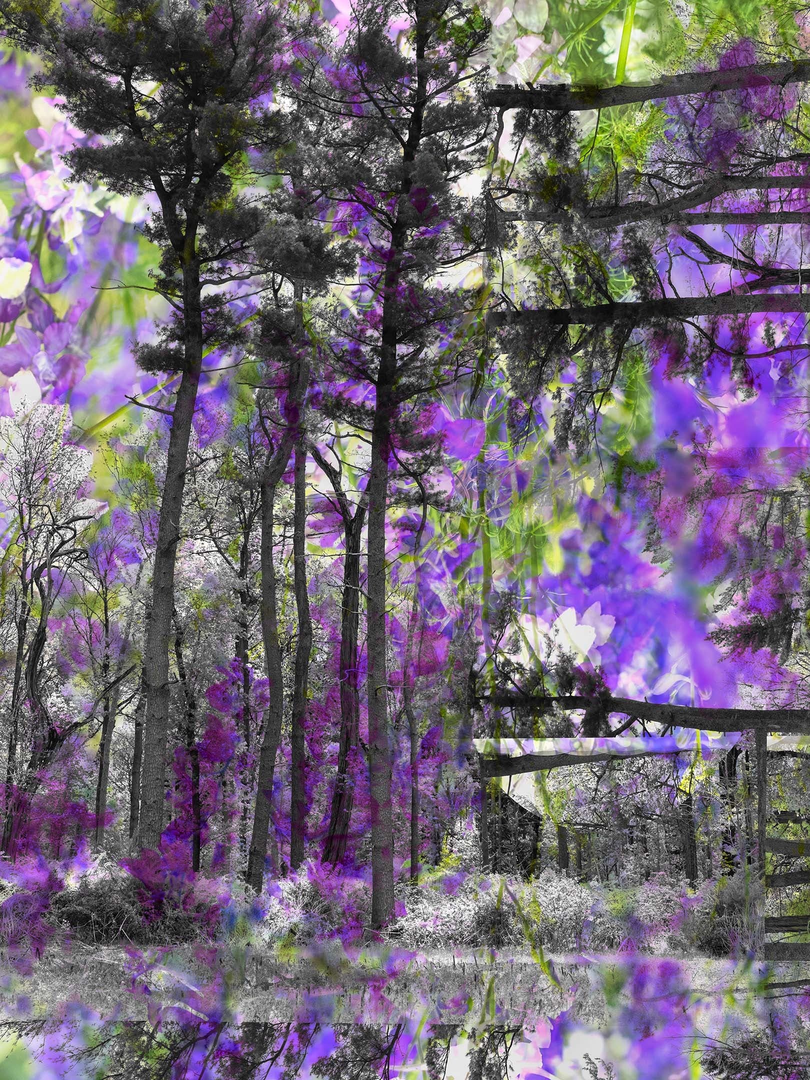 Composite image of the forest showing many angles in purple and bright green