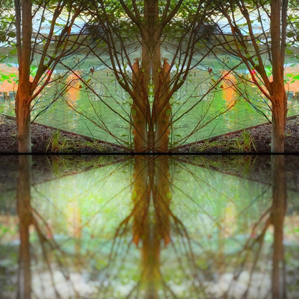 Reflections of Nature
