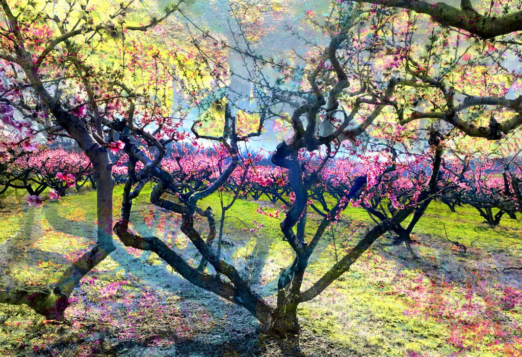 #16 Where Trees Dream