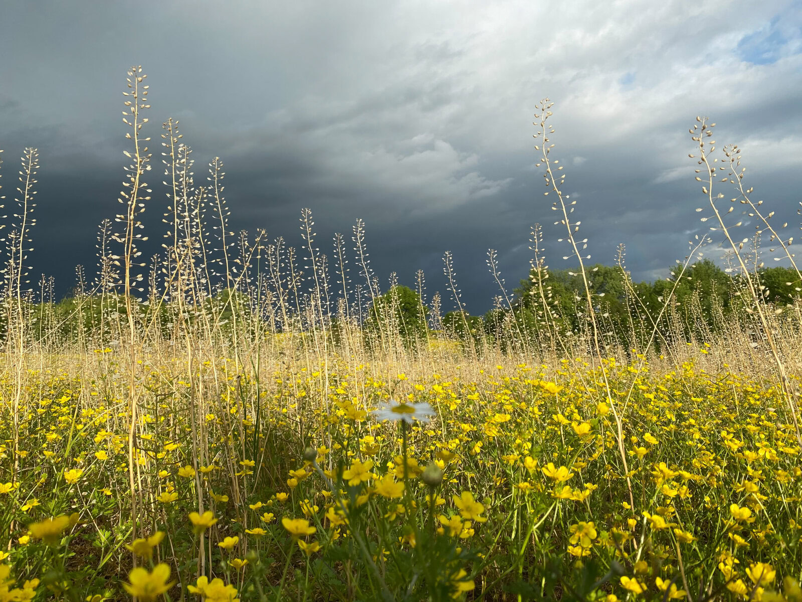 Wildflowers Before the Storm