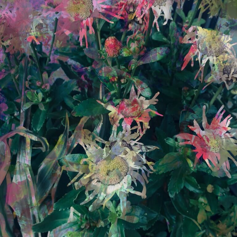 Echoes in Bloom abstract surreal photography by Brenda Kay Welty with layered flowers, vivid color, and dreamlike texture