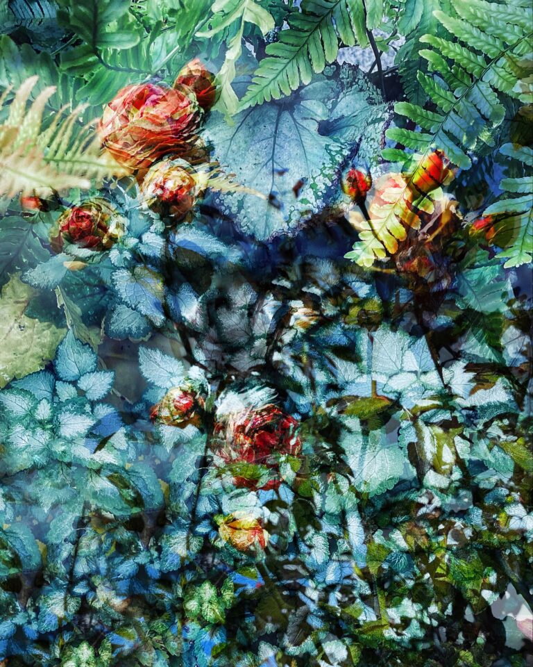 Through the Canopy layered botanical photography by Brenda Welty